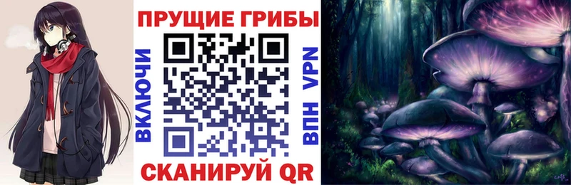 Купить где  Кондрово  Псилоцибиновые грибы Psilocybe 